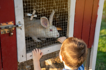 Toddler boy plays with a white rabbit in a petting zoo on a sunny summer day. Friendship with the animal. Focus on the rabbit