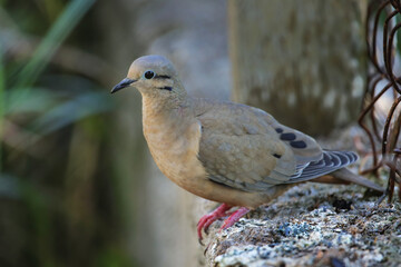 Eared dove on Grenada island, Grenada, West Indies