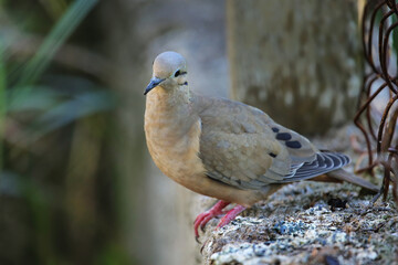 Eared dove on Grenada island, Grenada, West Indies
