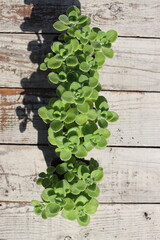 mięta domowa oregano kubańskie Plectranthus montanus © Perovskia
