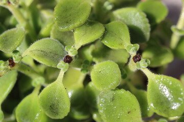 mięta domowa oregano kubańskie Plectranthus montanus © Perovskia