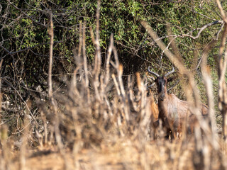 Kudu