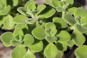 mięta domowa oregano kubańskie Plectranthus montanus © Perovskia