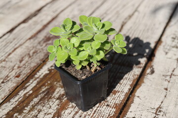 mięta domowa oregano kubańskie Plectranthus montanus © Perovskia