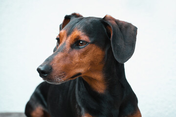 Adorable dashhound dog with white background isolated