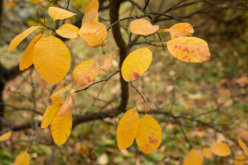 Autumn leaves in the forest