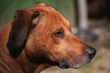 Rhodesian ridgeback dog in the sunshine outside in the garden