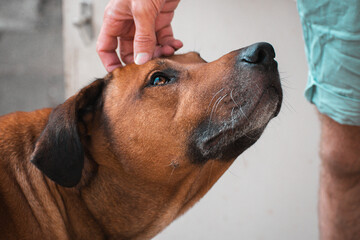 Rhodesian ridgeback getting pet on the head and looking up to the owner