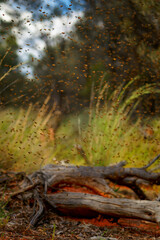 Swarm of bees, Beekeeping or apiculture, care of the bees, working hand on honey, apiary (also bee yard) with beehives in australia, honey bee on the honeycomb or flying home