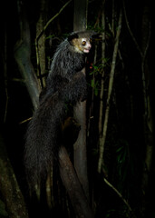 Aye-aye - Daubentonia madagascariensis long-fingered nocturnal lemur, strepsirrhine primate native to Madagascar with rodent-like teeth that perpetually grow and a special thin middle finger