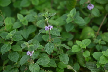 Japanese peppermint ( Mentha canadensis ) flowers. Lamiaceae perennial herb. Flowering period is from July to October.  © tamu