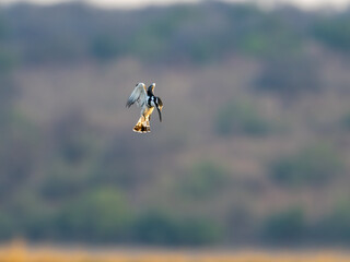 Eisvogel