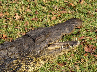 Krokodil