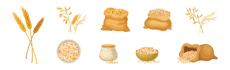 Wheat Grain Cereal in Husk and Spikelet Vector Set