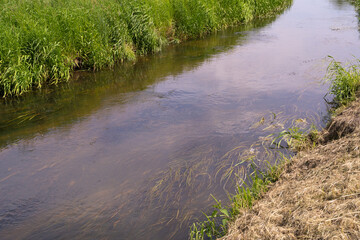 Underwater Grass, Long Seaweed in Dark River Water, Overgrown Stream with Algae, Grass Waving in Water