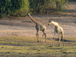 Naklejka premium Giraffe