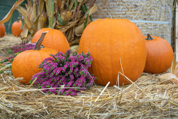 Pumpkins Halloween Decoration, Squash Farm, Orange Thanksgiving Vegetables Pile on Grass, Autumn Loan