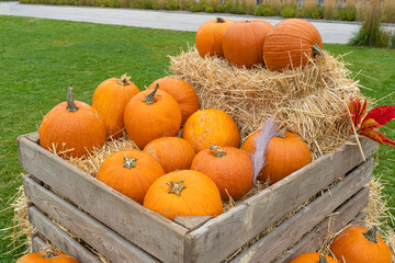 Pumpkins Halloween Decoration, Squash Farm, Orange Thanksgiving Vegetables Pile on Grass, Autumn Loan