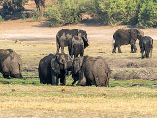 Elefant