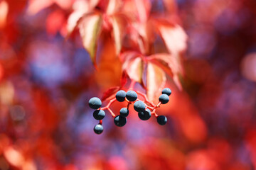 Czerwone barwy jesieni liście bluszczu.  - obrazy, fototapety, plakaty