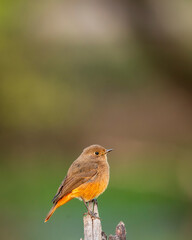 Black redstart or Phoenicurus ochruros beautiful bird closeup or portrait with natural green background in winter season migration at keoladeo national park or bharatpur bird sanctuary rajasthan india