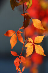 Czerwone barwy jesieni liście bluszczu.  - obrazy, fototapety, plakaty