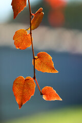 Czerwone barwy jesieni liście bluszczu. 