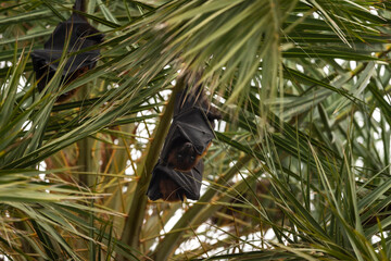 indian flying fox or greater indian fruit bat or Pteropus giganteus closeup or portrait hanging on tree with wingspan at keoladeo national park or bharatpur bird sanctuary rajasthan india asia