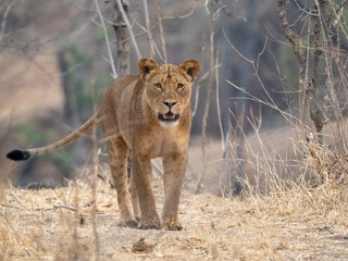 Lioness approaching photographer in Chitake Springs