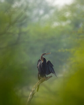 Oriental darter or Indian darter or Anhinga melanogaster fine art portrait basking or sunning perched in natural green foreground at keoladeo national park bharatpur bird sanctuary rajasthan india