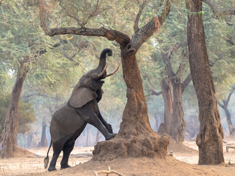 Elephant reaching to the branches of Ana tree in mana Pools national park