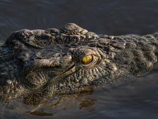 Krokodil