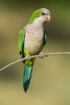 Parakeet perched on a branch of Calden , La Pampa, Patagonia, Argentina