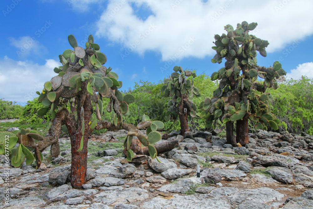 Poster prickly pear cactus trees on south plaza island, galapagos national park, ecuador.