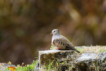 Common ground dove on Grenada island, Grenada, West Indies
