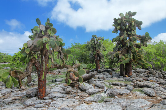 Prickly pear cactus trees on South Plaza Island, Galapagos National Park, Ecuador.