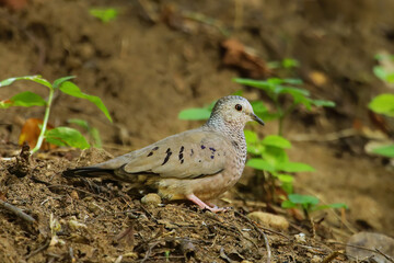 Common ground dove on Grenada island, Grenada, West Indies