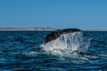 Sohutern right whale tail, endangered species, Patagonia,Argentina