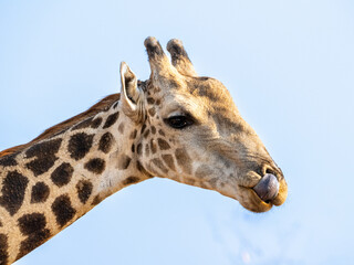 Naklejka premium Giraffe