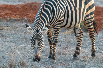 Zebra in der Landschaft Kenia