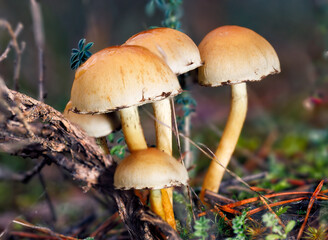 Hypholoma fasciculare. Photographing mushrooms is very rewarding because when you get home and look at the photos you discover details and textures that you didn't even suspect when you were crawling 