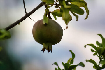 Green fruit hanging from a branch with detailed foliage and blurred background.