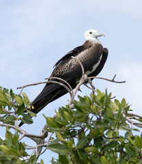 A view of Frigatebirds on tree