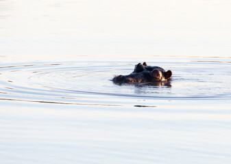 A view of hippo in a river at sunset