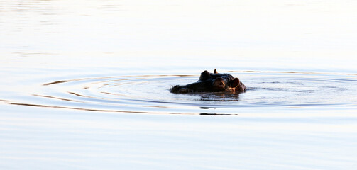 A view of hippo in a river at sunset
