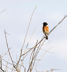 A view of The African stonechat