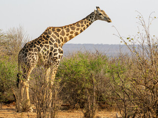 Giraffe