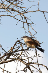 A view of white browed coucal bird