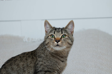 Grey cat portrait. Cat sitting on sofa at home