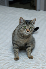 Grey cat portrait. Cat sitting on sofa at home